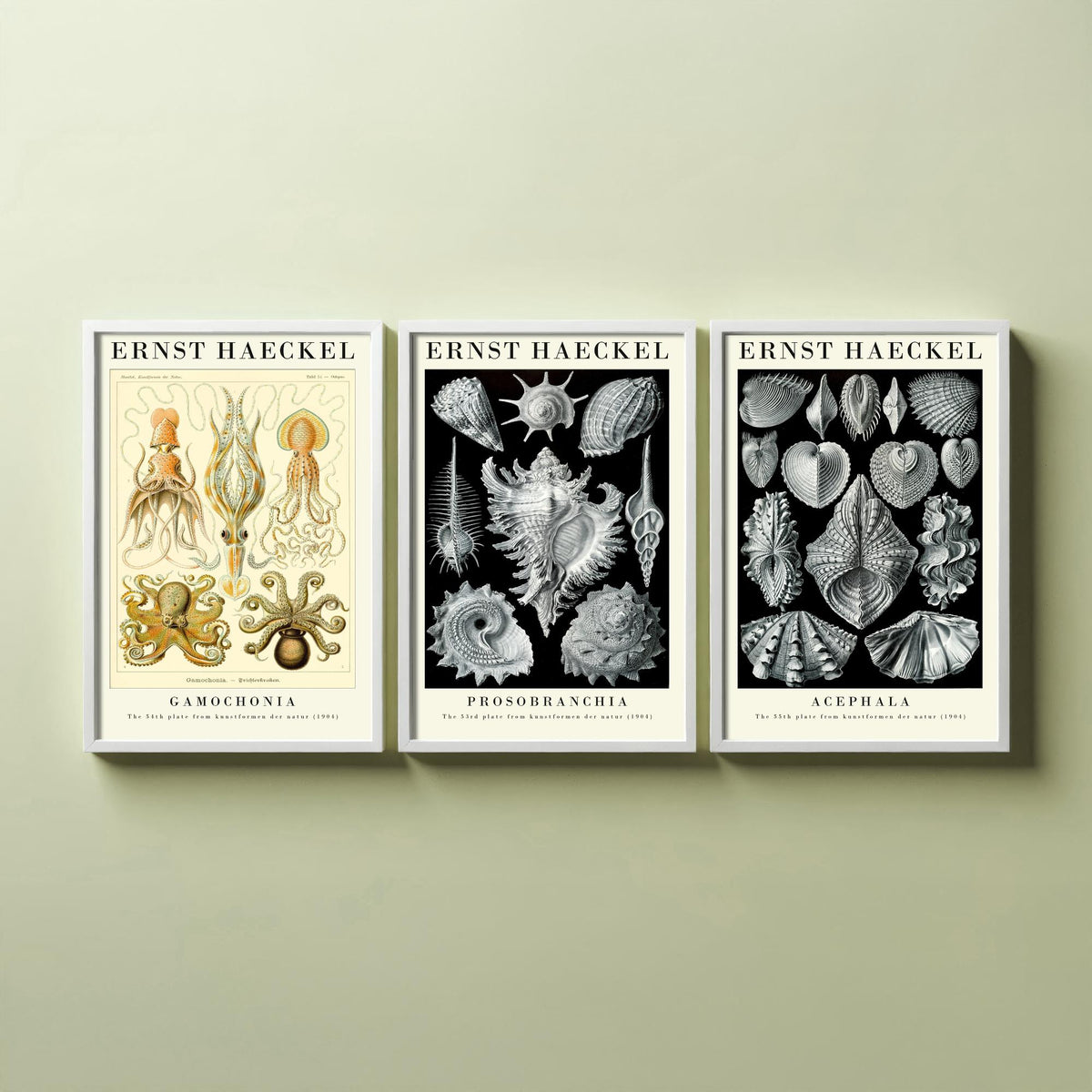 Ernst Haeckel Set of Three Gallery Art Prints - 3 Squid Sea Snail Clam Posters - Vintage Cephalopod Seashell Illustration