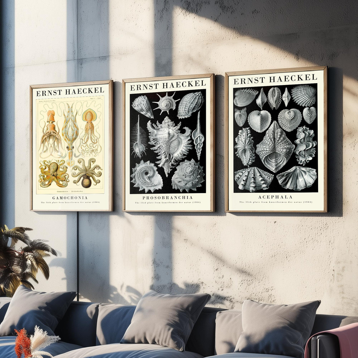 Ernst Haeckel Set of Three Gallery Art Prints - 3 Squid Sea Snail Clam Posters - Vintage Cephalopod Seashell Illustration