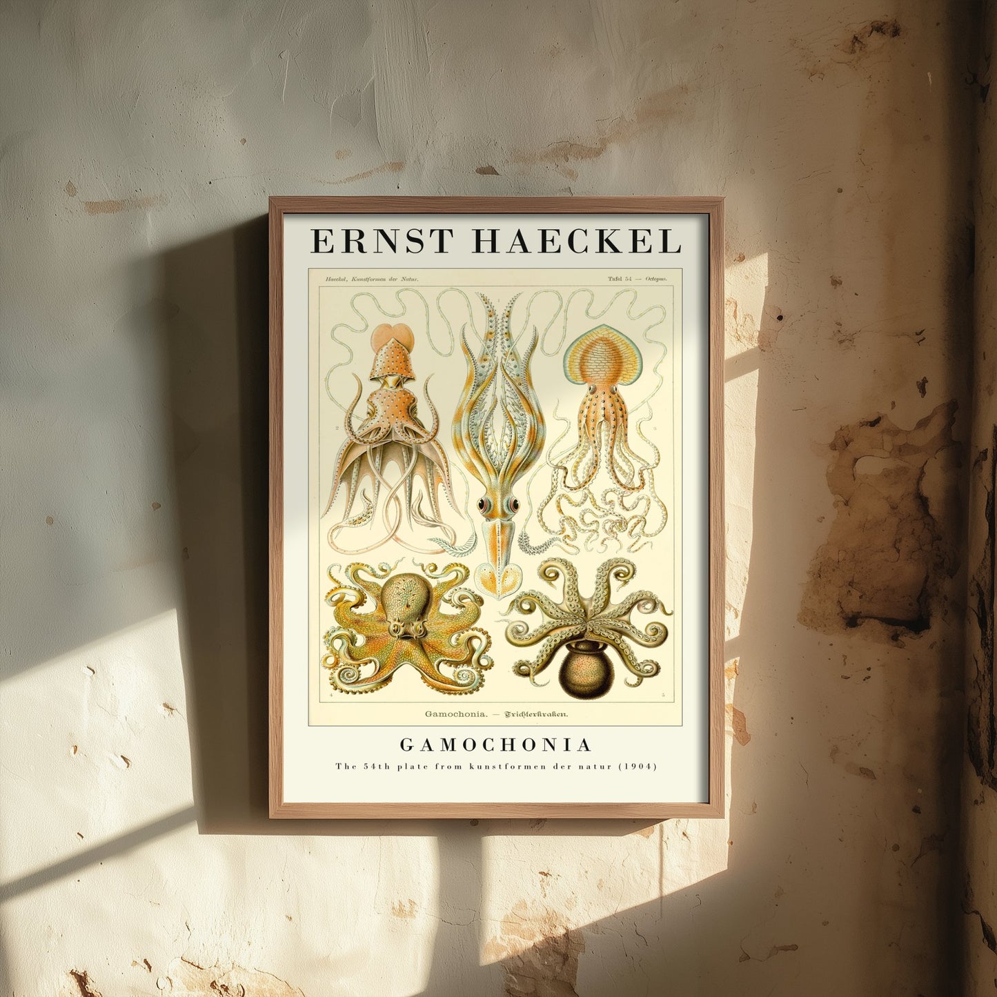 Octopus Art Print - Ernst Haeckel Poster - Gamochonia Plate 54 - Art Forms in Nature Vintage Illustration