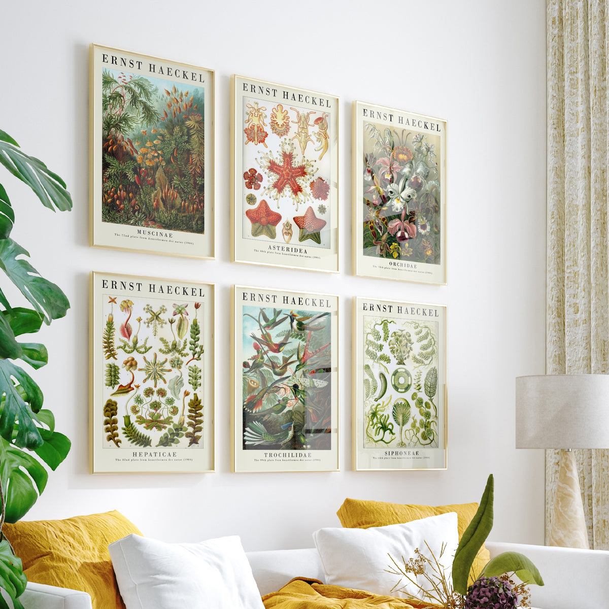 Set of Six Ernst Haeckel Art Prints - 6 Kunstformen der Natur Posters - Moss, Starfish, Orchid, Liverwort, Hummingbird, Algae Illustration