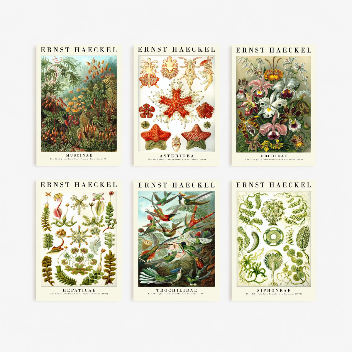 Set of Six Ernst Haeckel Art Prints - 6 Kunstformen der Natur Posters - Moss, Starfish, Orchid, Liverwort, Hummingbird, Algae Illustration
