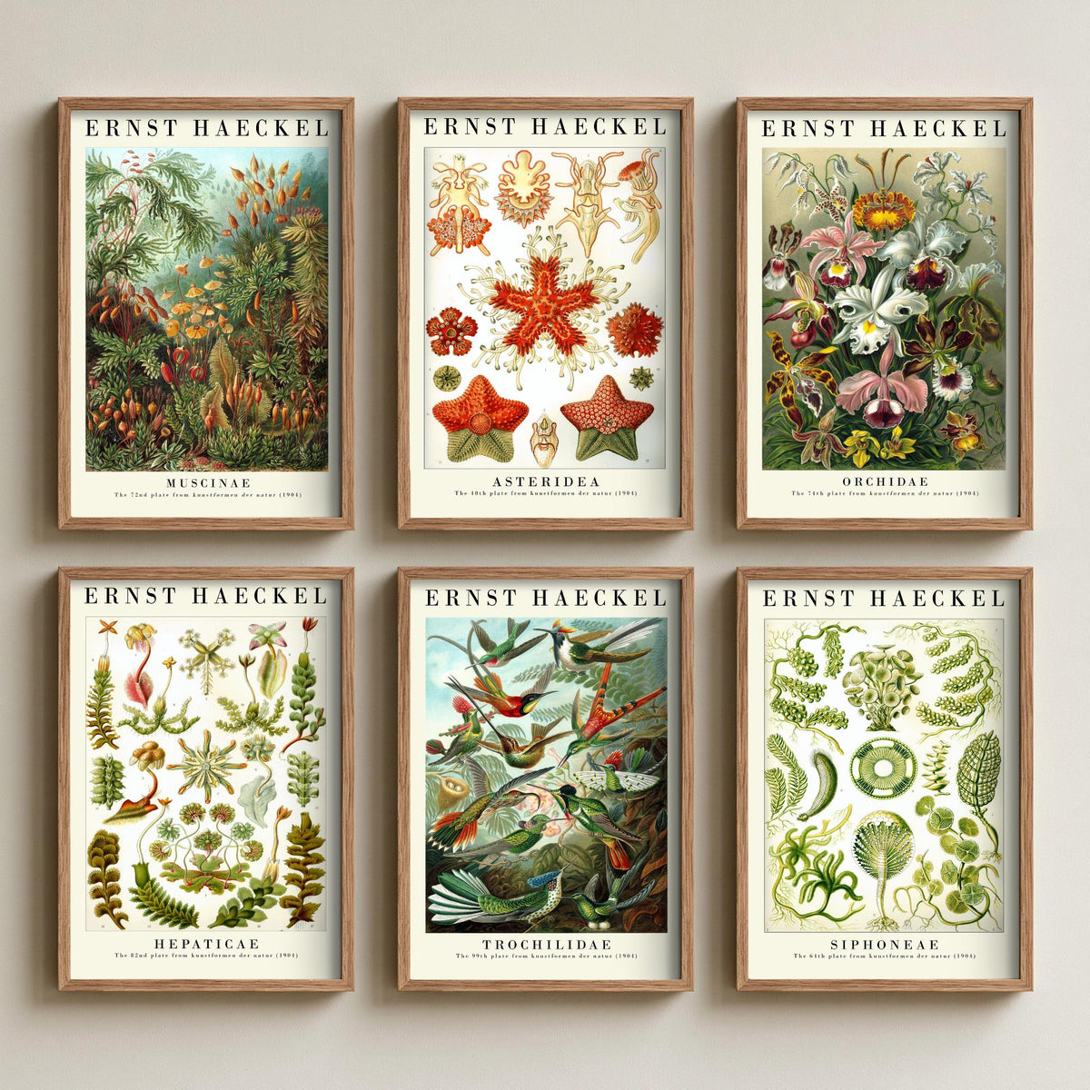 Set of Six Ernst Haeckel Art Prints - 6 Kunstformen der Natur Posters - Moss, Starfish, Orchid, Liverwort, Hummingbird, Algae Illustration