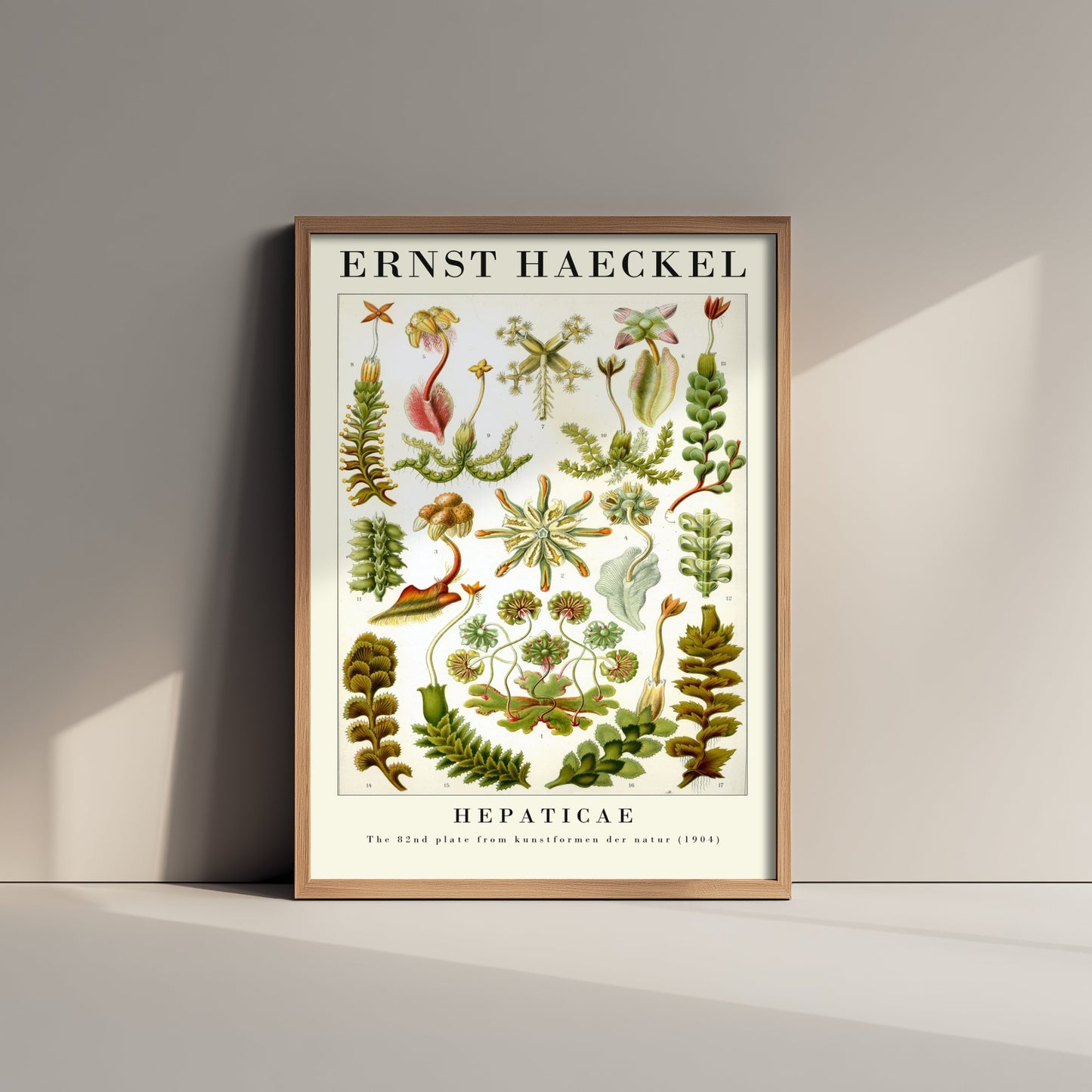 Liverworts Art Print - Ernst Haeckel Poster - Hepaticae Plate 82 - Art Forms in Nature Vintage Illustration