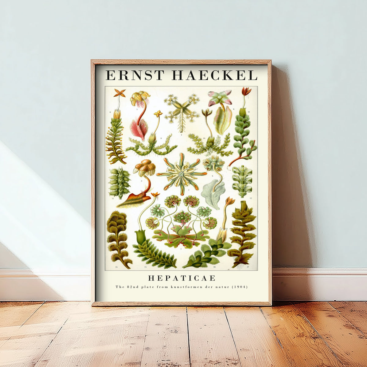 Liverworts Art Print - Ernst Haeckel Poster - Hepaticae Plate 82 - Art Forms in Nature Vintage Illustration