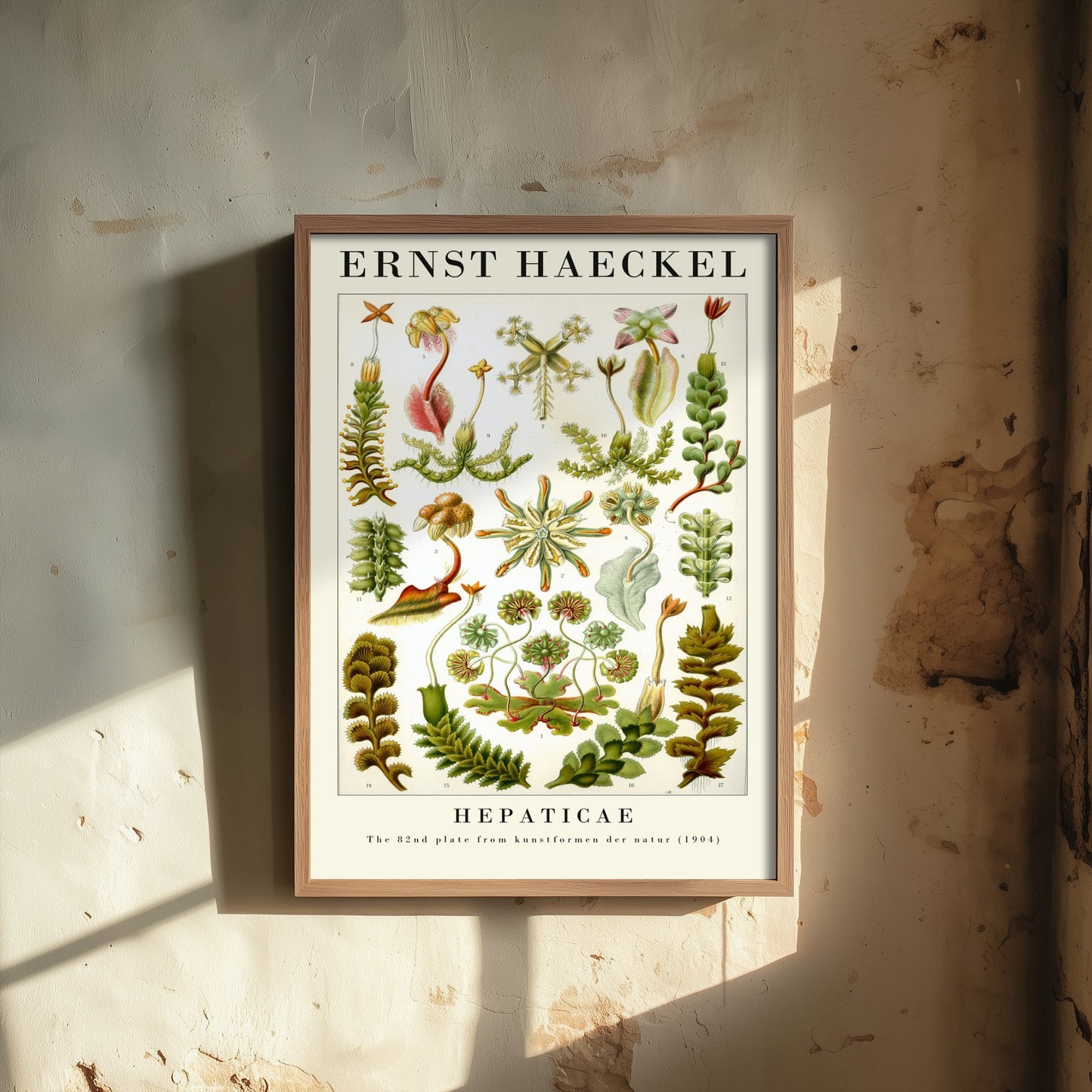 Liverworts Art Print - Ernst Haeckel Poster - Hepaticae Plate 82 - Art Forms in Nature Vintage Illustration