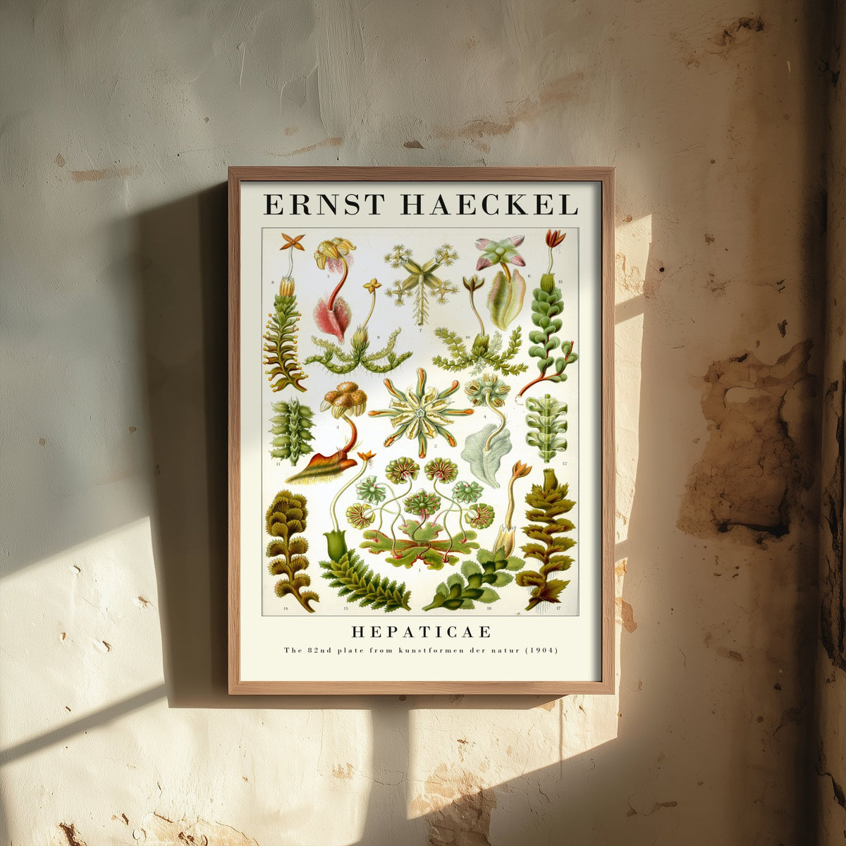 Liverworts Art Print - Ernst Haeckel Poster - Hepaticae Plate 82 - Art Forms in Nature Vintage Illustration