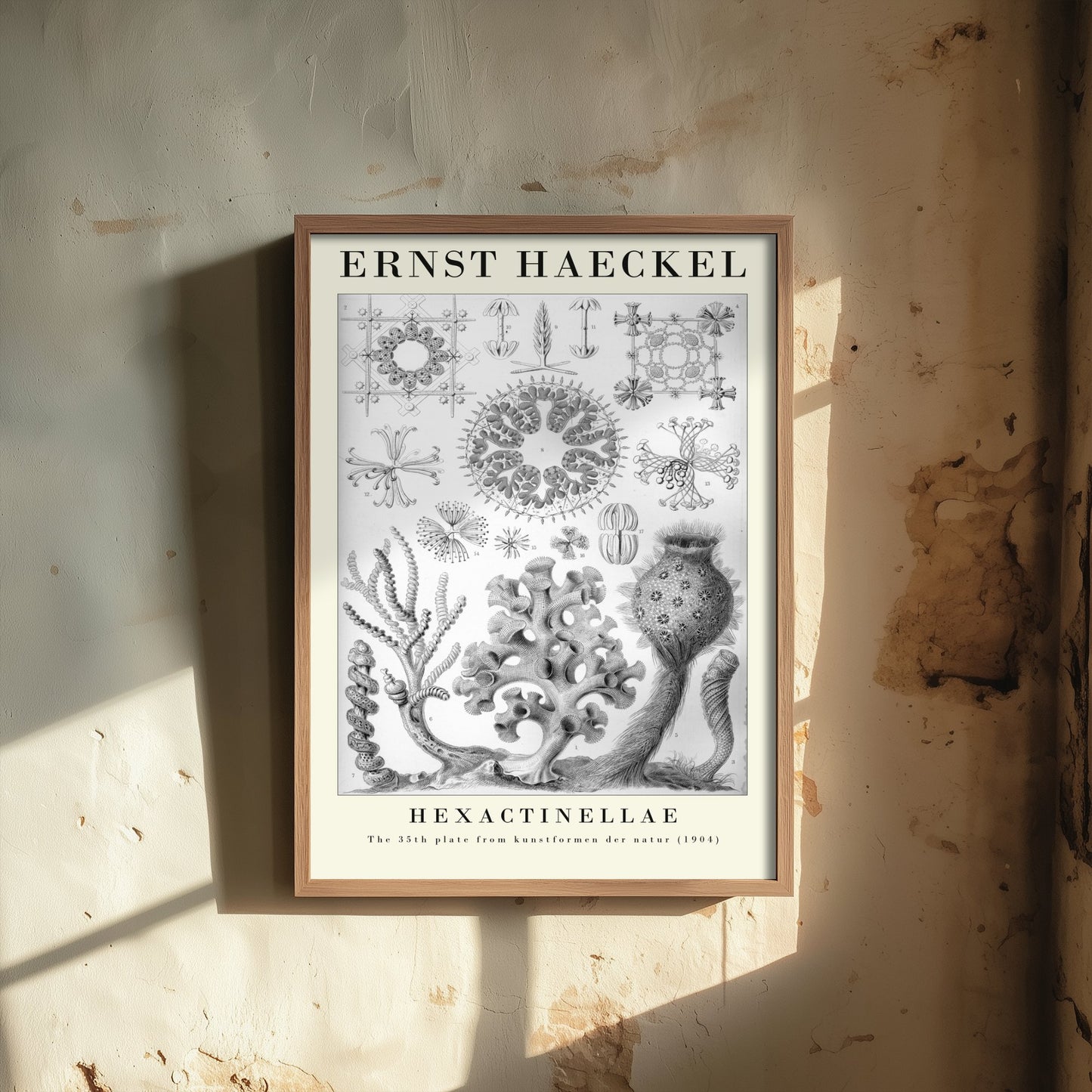 Glass Sponges Art Print - Ernst Haeckel Poster - Hexactinellae Plate 35 - Art Forms in Nature Vintage Illustration