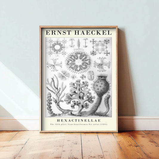 Glass Sponges Art Print - Ernst Haeckel Poster - Hexactinellae Plate 35 - Art Forms in Nature Vintage Illustration