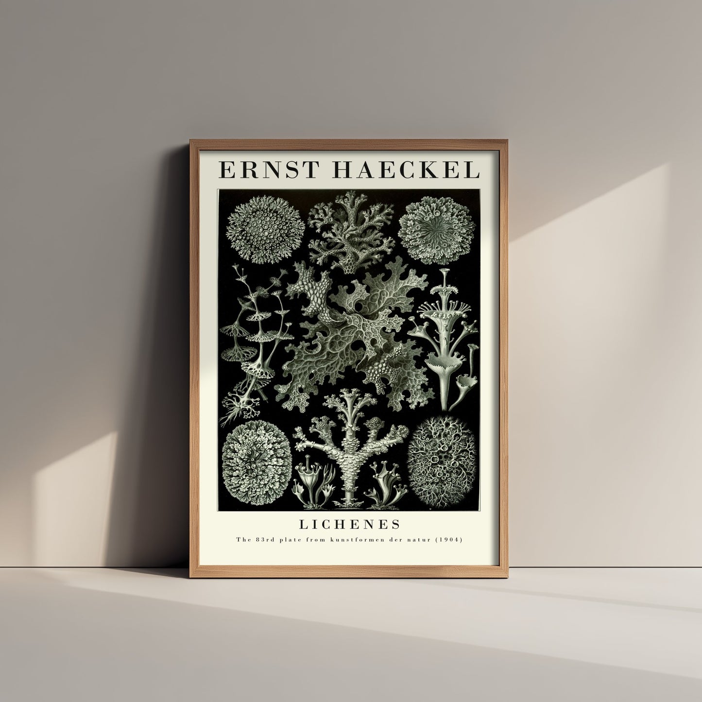 Lichens Art Print - Ernst Haeckel Poster - Lichenes Plate 83 - Art Forms in Nature Vintage Illustration