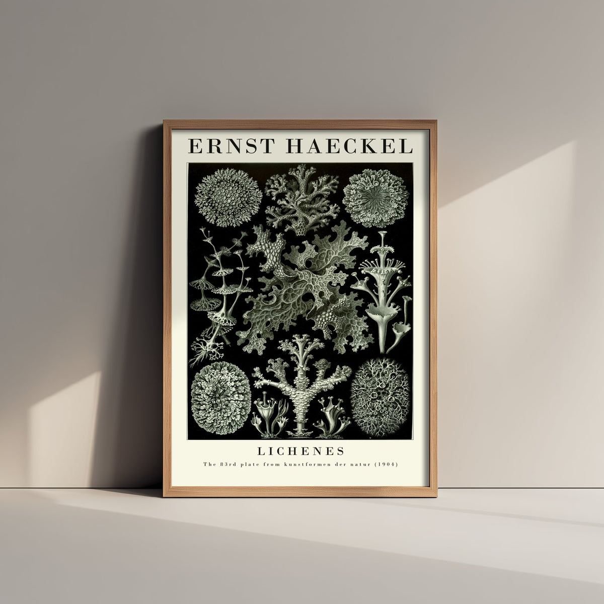 Lichens Art Print - Ernst Haeckel Poster - Lichenes Plate 83 - Art Forms in Nature Vintage Illustration