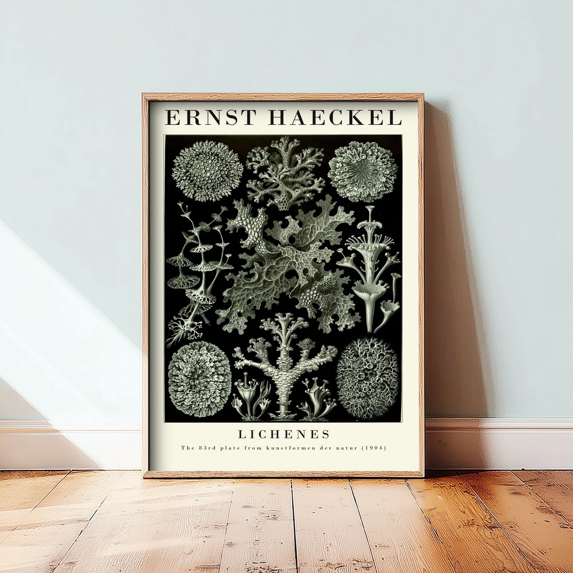 Lichens Art Print - Ernst Haeckel Poster - Lichenes Plate 83 - Art Forms in Nature Vintage Illustration