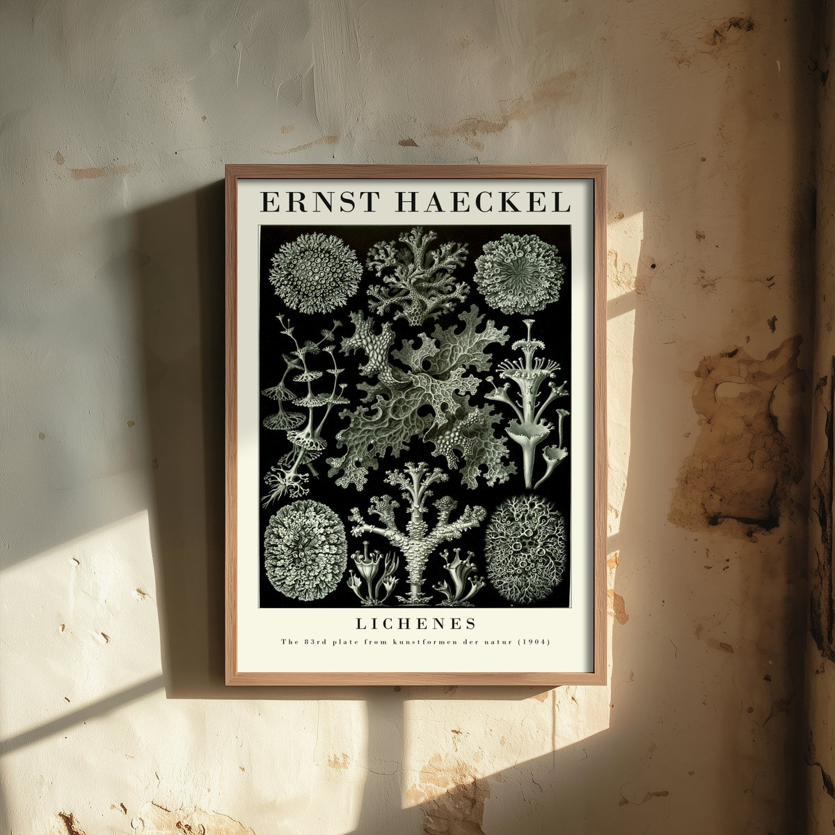 Lichens Art Print - Ernst Haeckel Poster - Lichenes Plate 83 - Art Forms in Nature Vintage Illustration