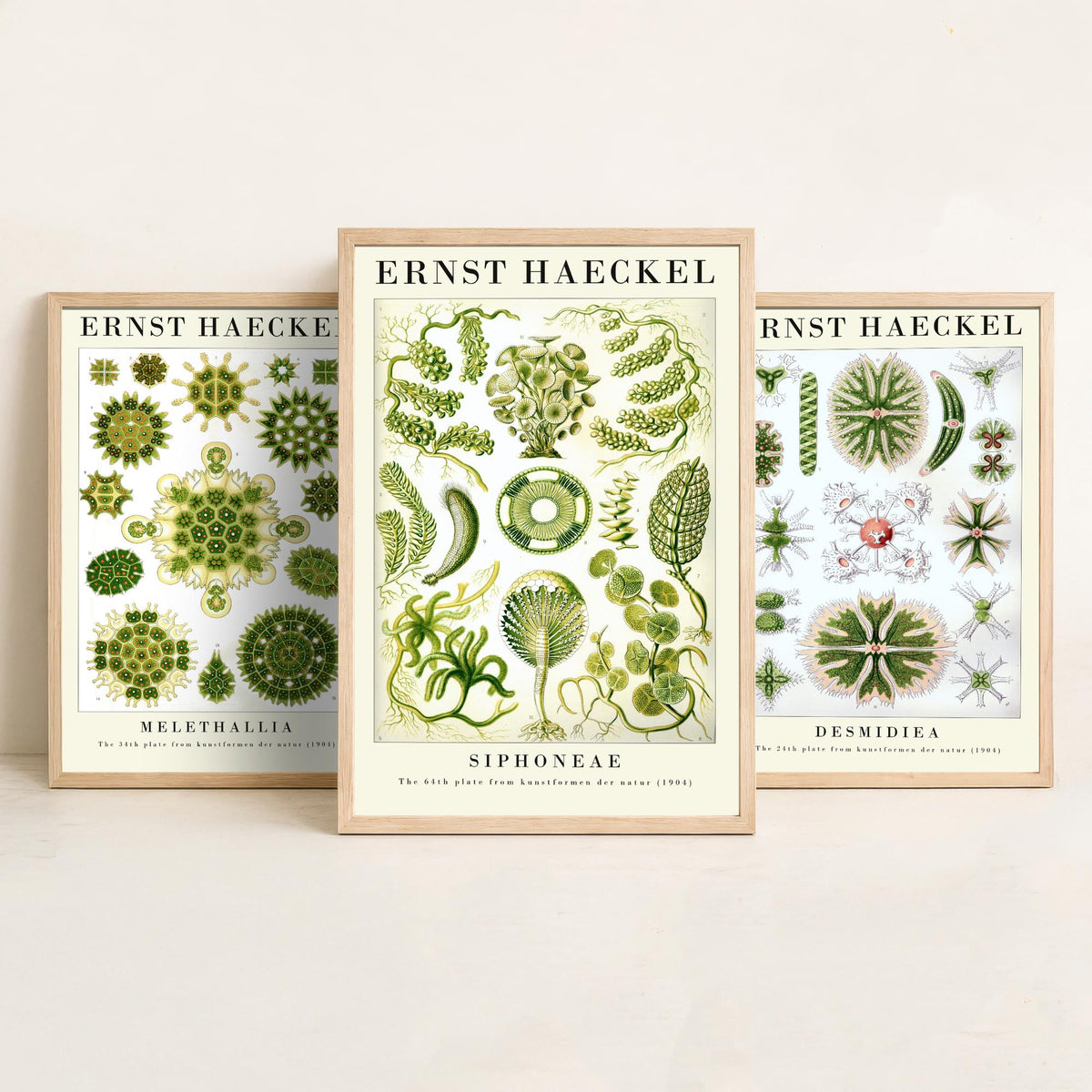 Ernst Haeckel Set of Three Gallery Art Prints - 3 Algae Desmid Seaweed Posters - Vintage Botanical Nature Illustration