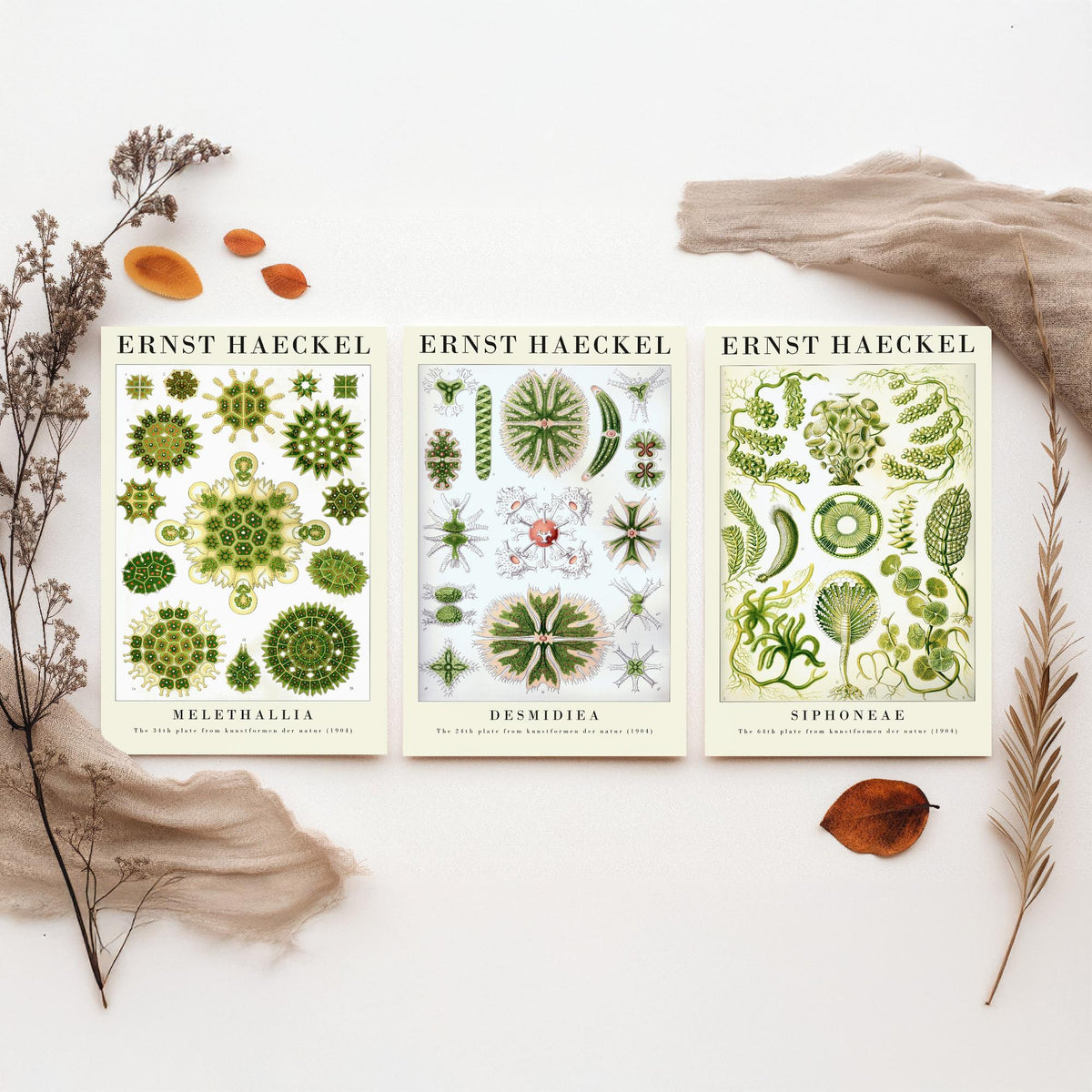 Ernst Haeckel Set of Three Gallery Art Prints - 3 Algae Desmid Seaweed Posters - Vintage Botanical Nature Illustration