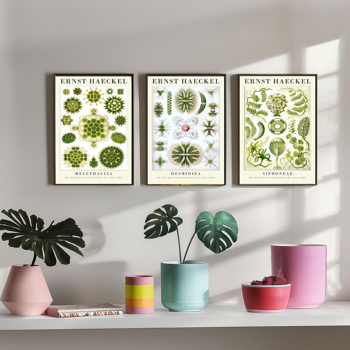 Ernst Haeckel Set of Three Gallery Art Prints - 3 Algae Desmid Seaweed Posters - Vintage Botanical Nature Illustration