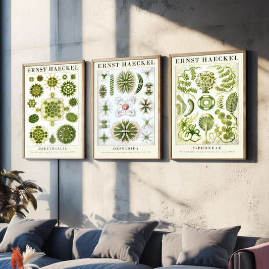 Ernst Haeckel Set of Three Gallery Art Prints - 3 Algae Desmid Seaweed Posters - Vintage Botanical Nature Illustration