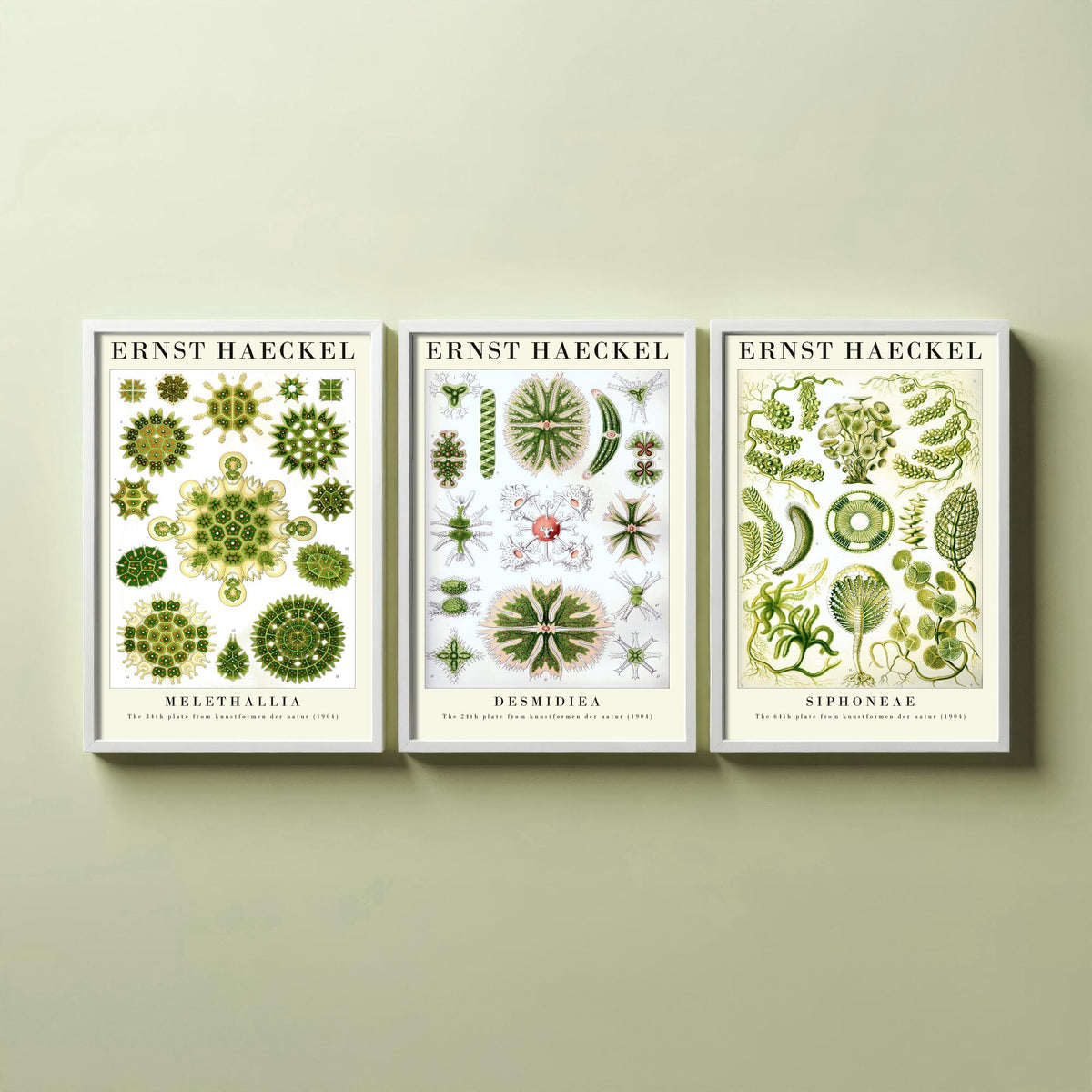 Ernst Haeckel Set of Three Gallery Art Prints - 3 Algae Desmid Seaweed Posters - Vintage Botanical Nature Illustration