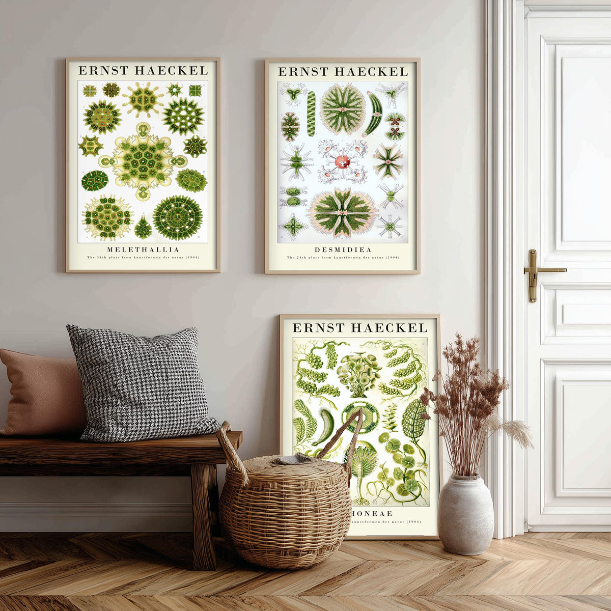 Ernst Haeckel Set of Three Gallery Art Prints - 3 Algae Desmid Seaweed Posters - Vintage Botanical Nature Illustration