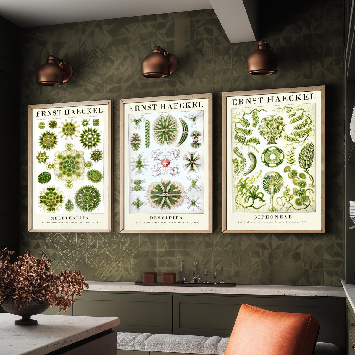 Ernst Haeckel Set of Three Gallery Art Prints - 3 Algae Desmid Seaweed Posters - Vintage Botanical Nature Illustration