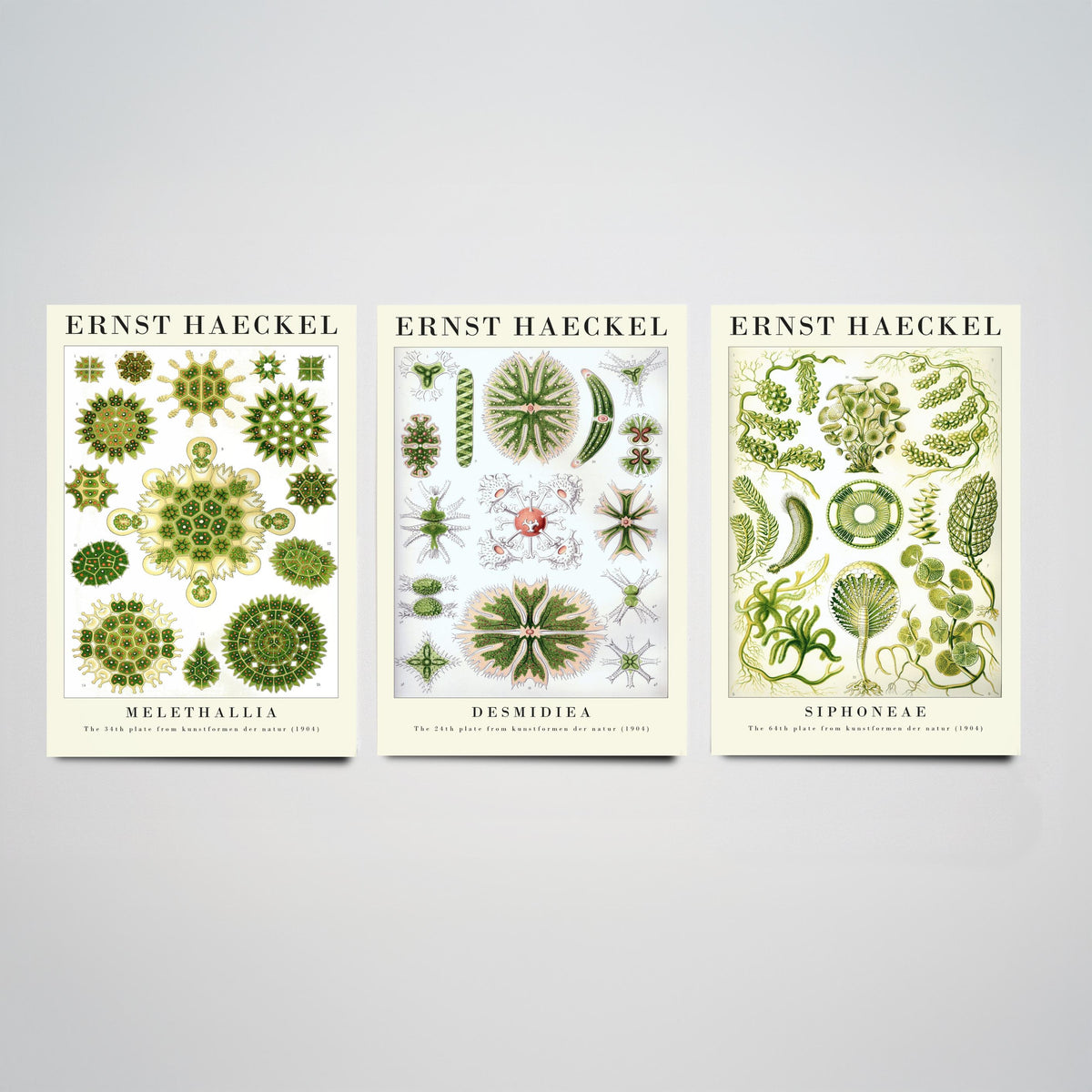 Ernst Haeckel Set of Three Gallery Art Prints - 3 Algae Desmid Seaweed Posters - Vintage Botanical Nature Illustration