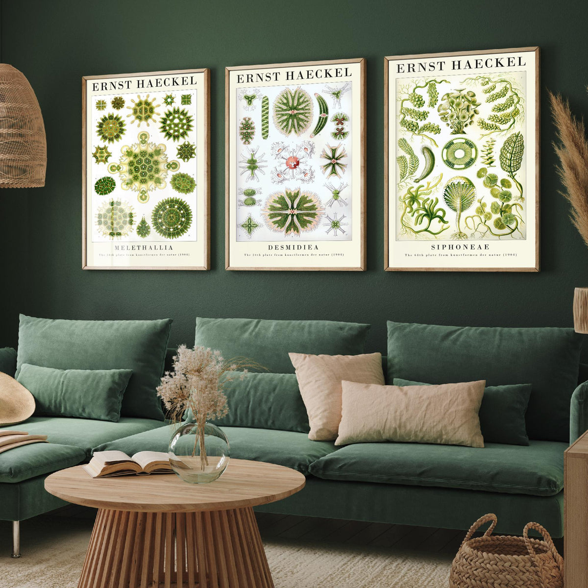 Ernst Haeckel Set of Three Gallery Art Prints - 3 Algae Desmid Seaweed Posters - Vintage Botanical Nature Illustration
