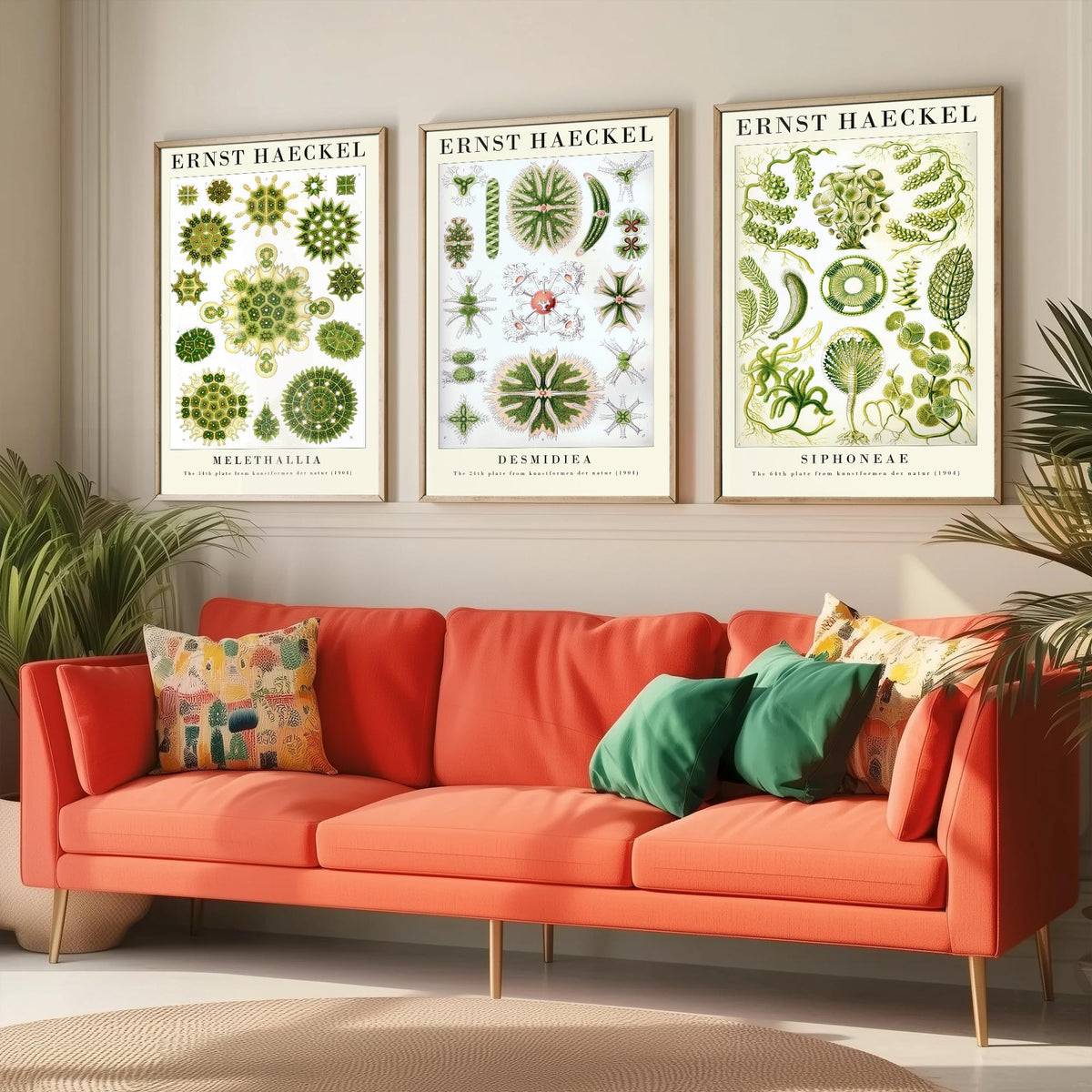 Ernst Haeckel Set of Three Gallery Art Prints - 3 Algae Desmid Seaweed Posters - Vintage Botanical Nature Illustration