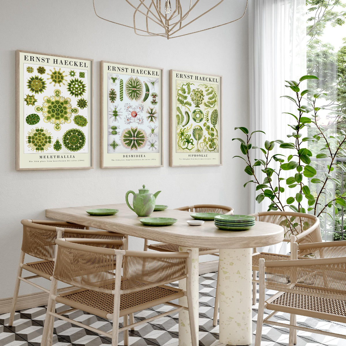 Ernst Haeckel Set of Three Gallery Art Prints - 3 Algae Desmid Seaweed Posters - Vintage Botanical Nature Illustration