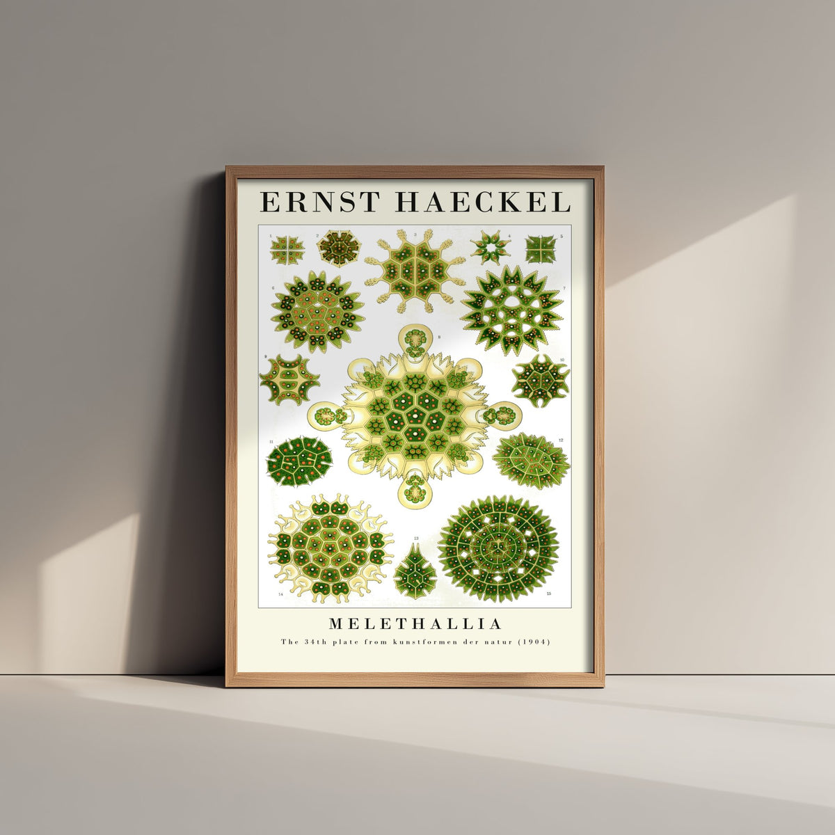 Algae Art Print - Ernst Haeckel Poster - Melethallia Plate 34 - Art Forms in Nature Vintage Illustration