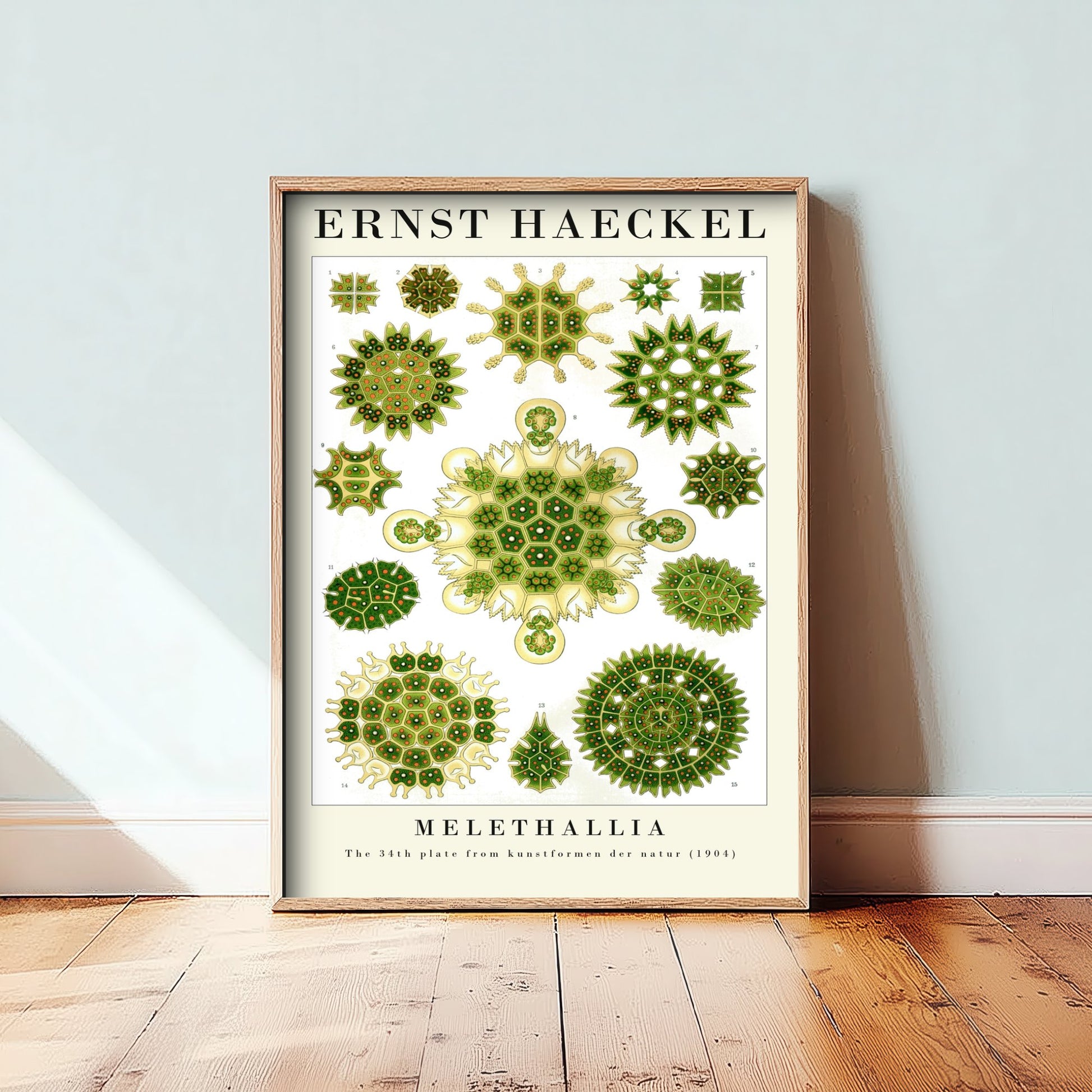 Algae Art Print - Ernst Haeckel Poster - Melethallia Plate 34 - Art Forms in Nature Vintage Illustration