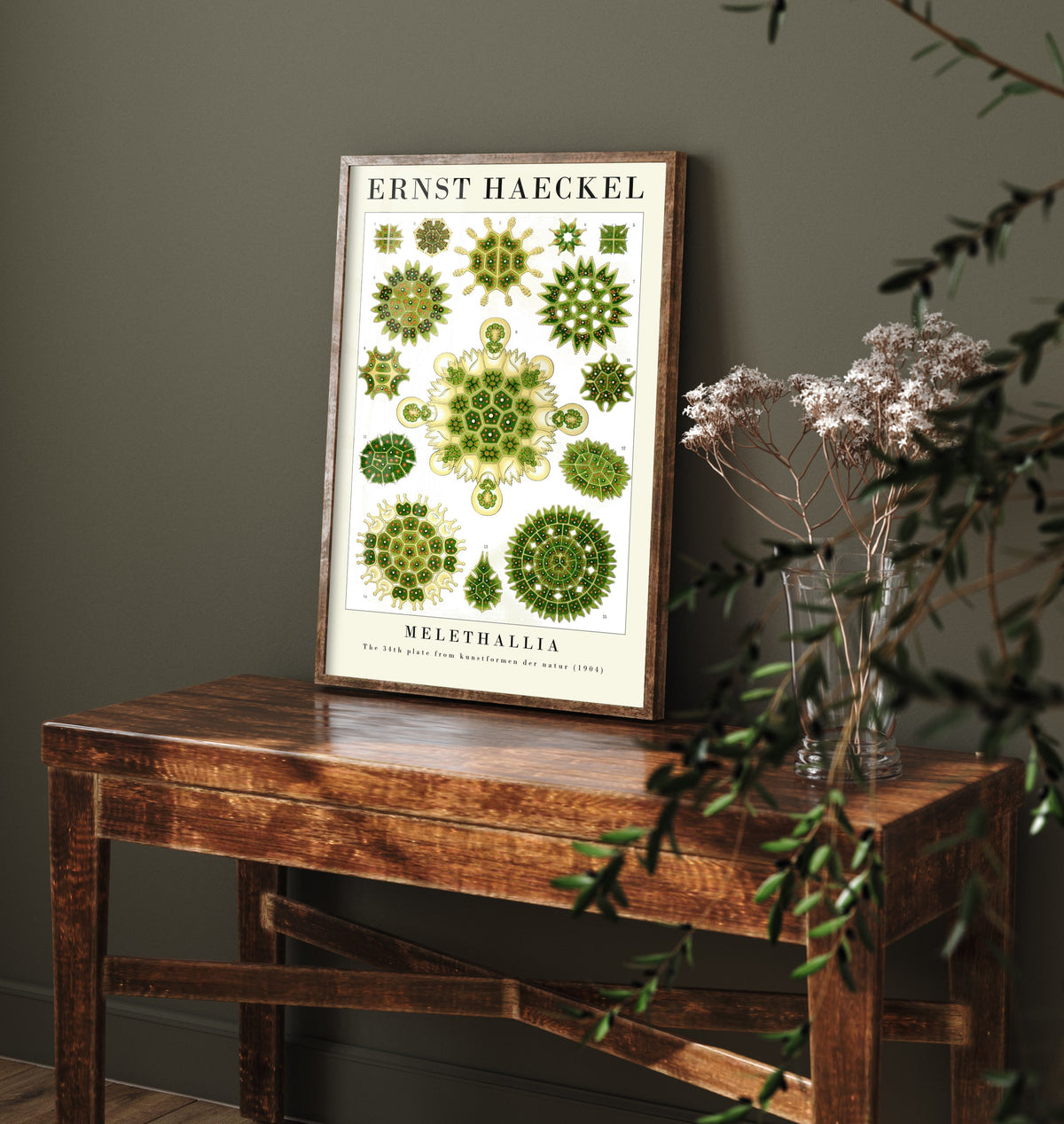 Algae Art Print - Ernst Haeckel Poster - Melethallia Plate 34 - Art Forms in Nature Vintage Illustration
