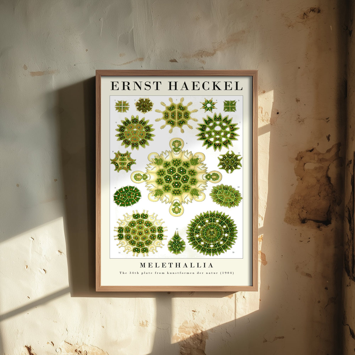 Algae Art Print - Ernst Haeckel Poster - Melethallia Plate 34 - Art Forms in Nature Vintage Illustration