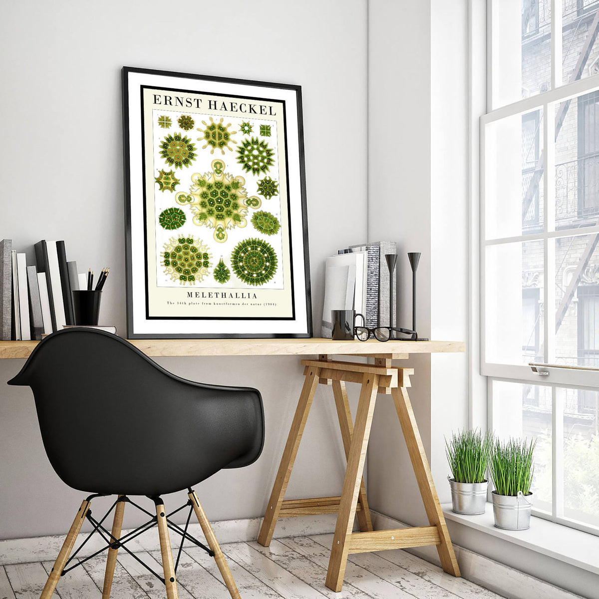 Algae Art Print - Ernst Haeckel Poster - Melethallia Plate 34 - Art Forms in Nature Vintage Illustration