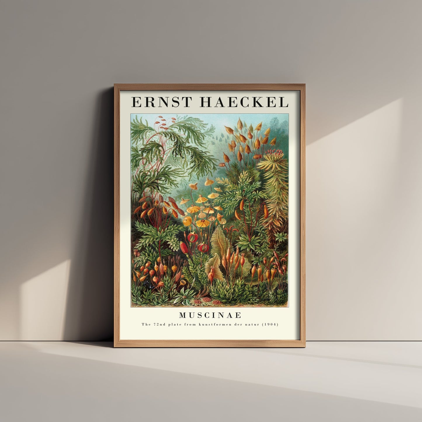 Mosses Art Print - Ernst Haeckel Poster - Muscinae Plate 72 - Art Forms in Nature Vintage Illustration