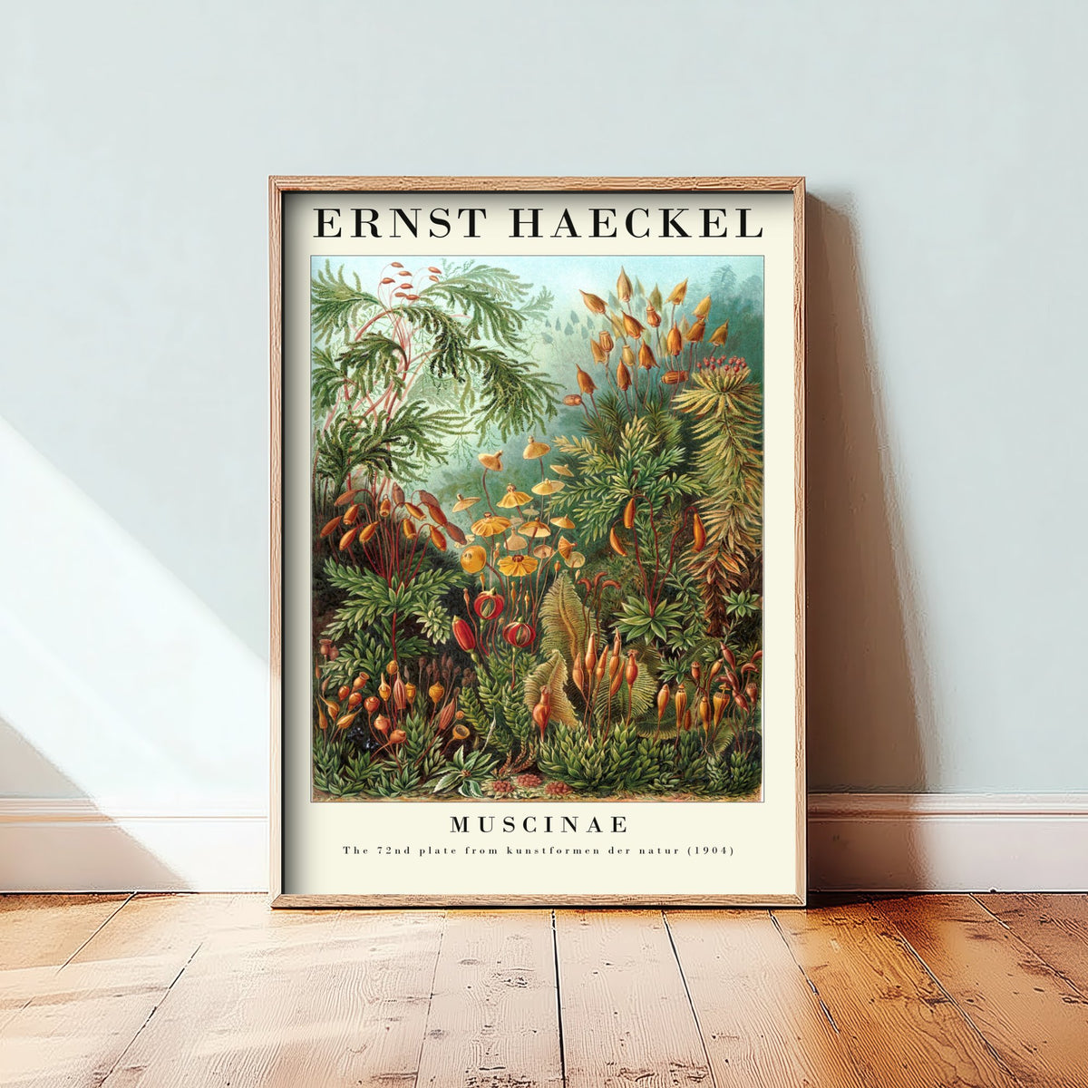 Mosses Art Print - Ernst Haeckel Poster - Muscinae Plate 72 - Art Forms in Nature Vintage Illustration