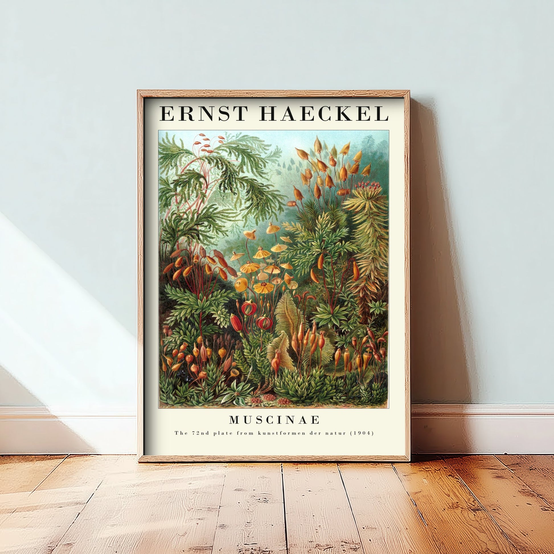 Mosses Art Print - Ernst Haeckel Poster - Muscinae Plate 72 - Art Forms in Nature Vintage Illustration