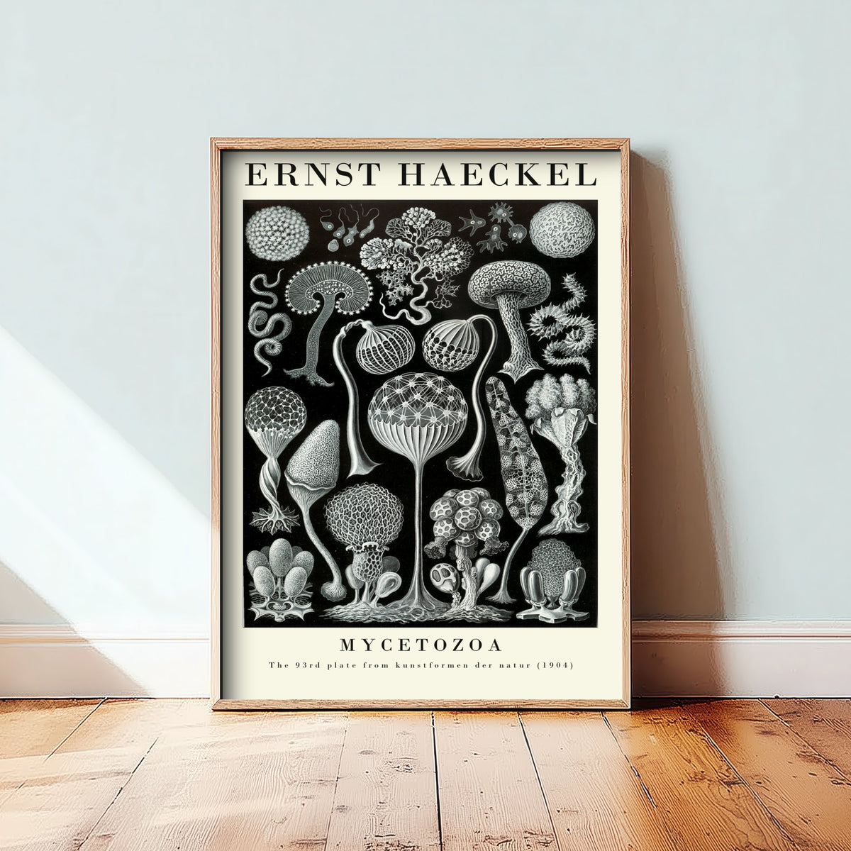 Slime Moulds Art Print - Ernst Haeckel Poster - Mycetozoa Plate 93 - Art Forms in Nature Vintage Illustration