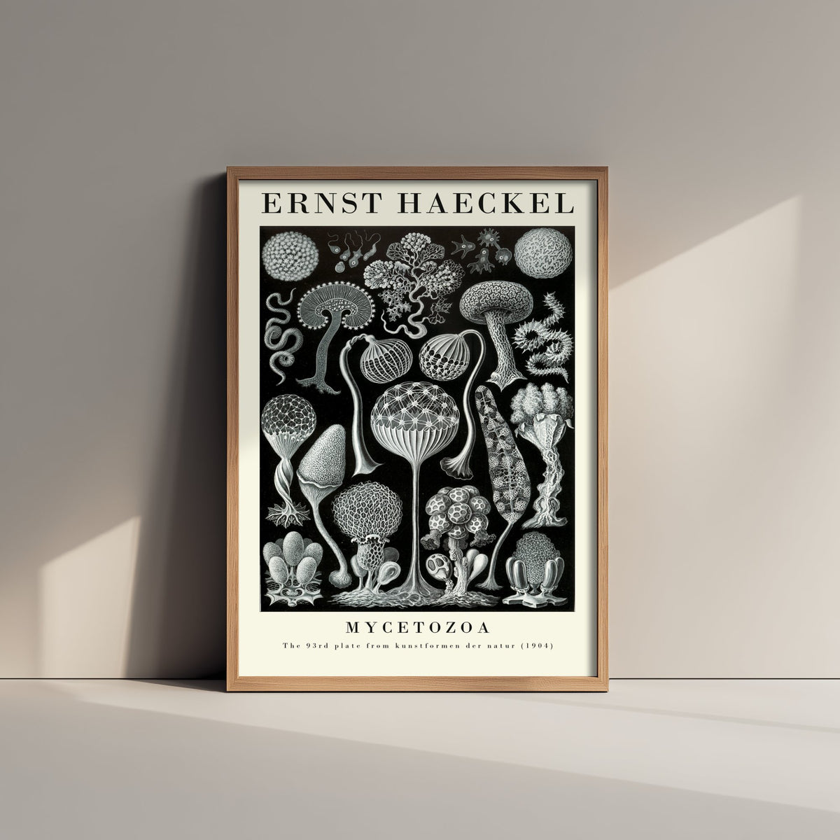 Slime Moulds Art Print - Ernst Haeckel Poster - Mycetozoa Plate 93 - Art Forms in Nature Vintage Illustration