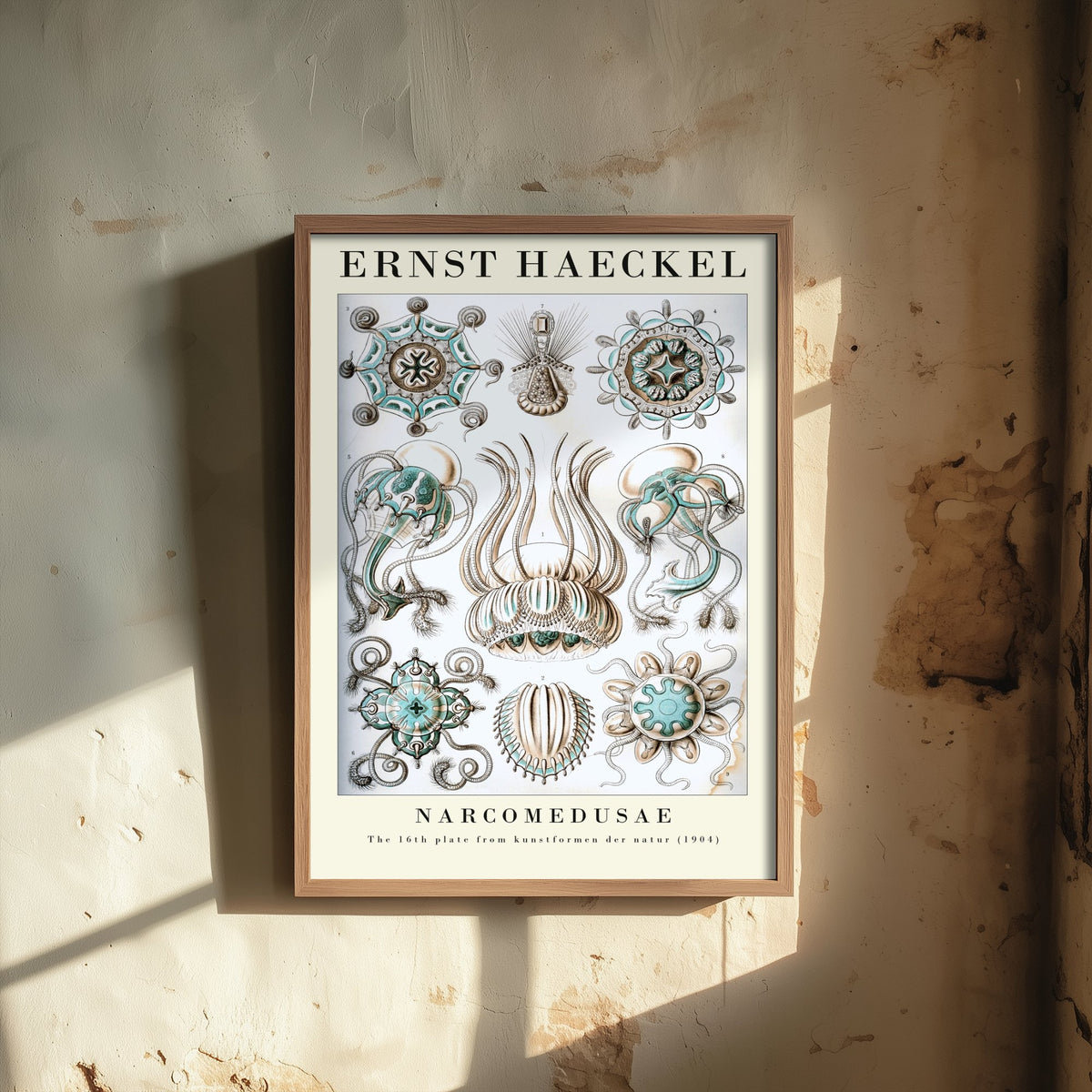 Jellyfish Art Print - Ernst Haeckel Poster - Narcomedusae Plate 16 - Art Forms in Nature Vintage Illustration