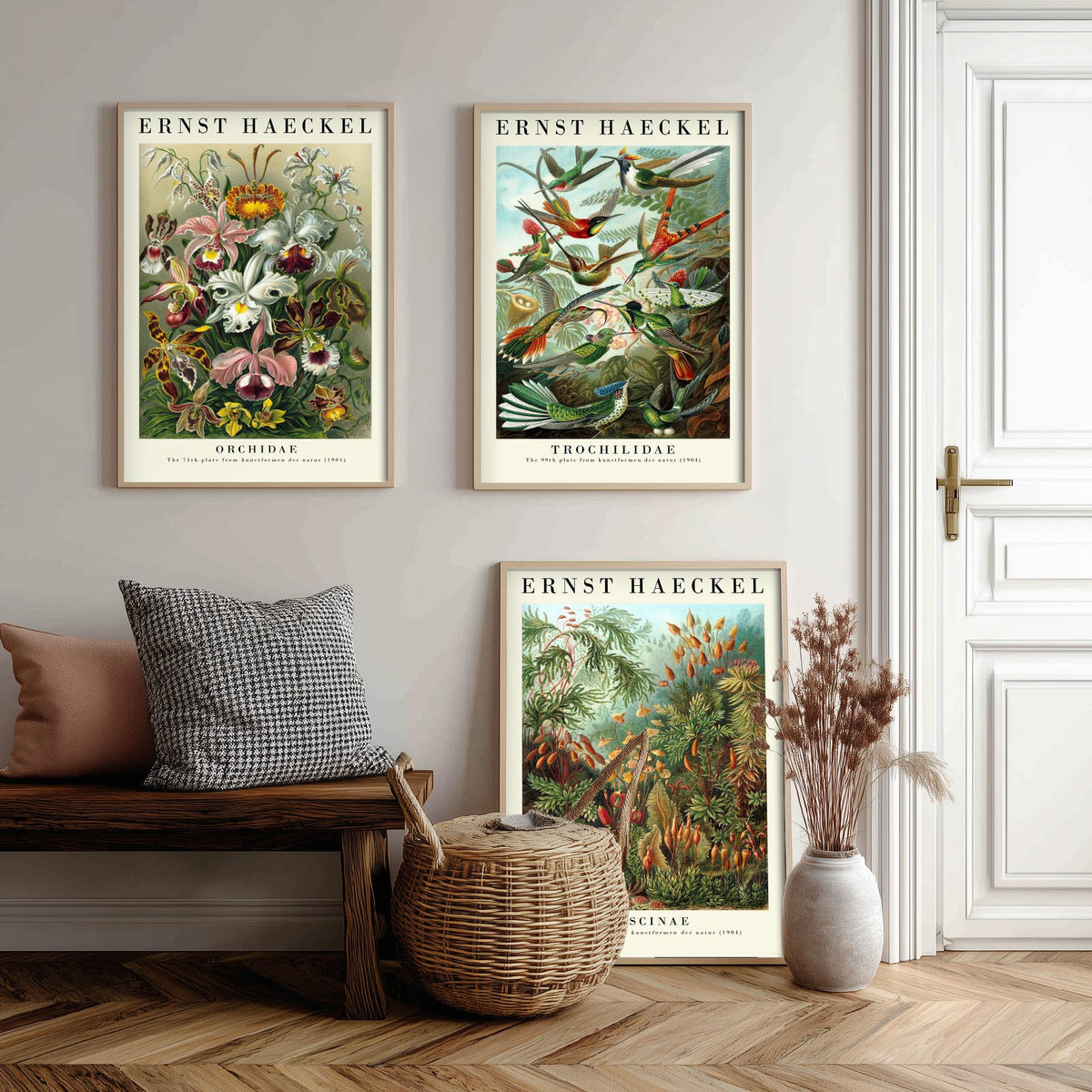 Ernst Haeckel Set of Three Art Prints - 3 Orchid Hummingbird Moss Posters - Vintage Natural History Wall Art Gift Illustration