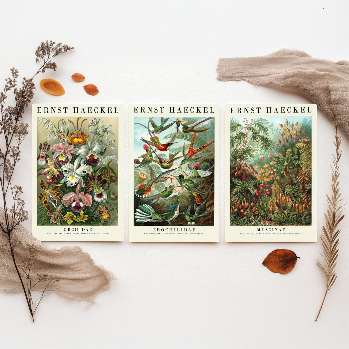Ernst Haeckel Set of Three Art Prints - 3 Orchid Hummingbird Moss Posters - Vintage Natural History Wall Art Gift Illustration