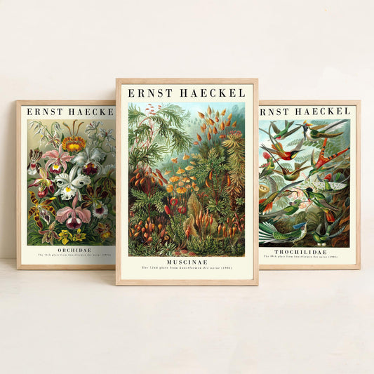 Ernst Haeckel Set of Three Art Prints - 3 Orchid Hummingbird Moss Posters - Vintage Natural History Wall Art Gift Illustration