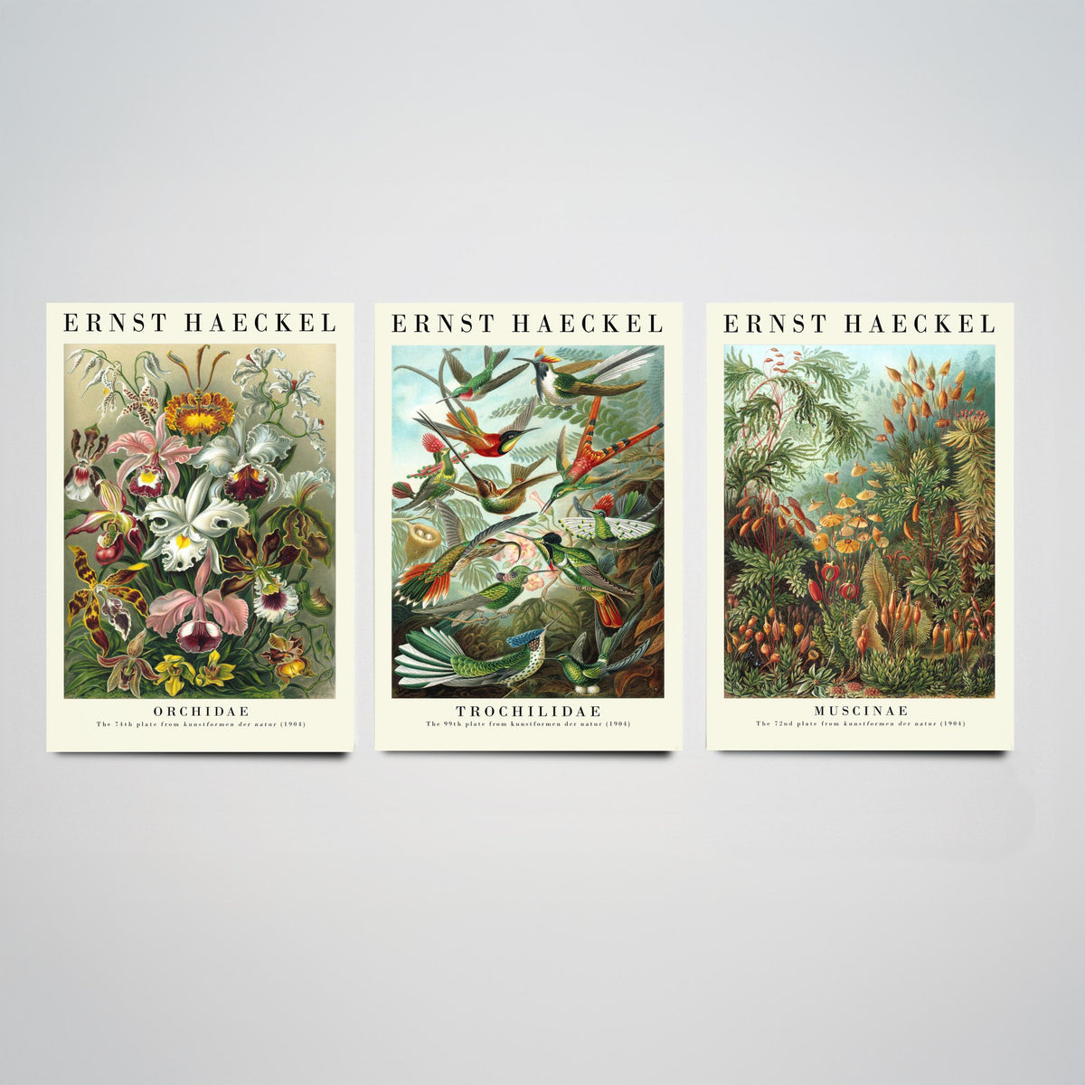 Ernst Haeckel Set of Three Art Prints - 3 Orchid Hummingbird Moss Posters - Vintage Natural History Wall Art Gift Illustration