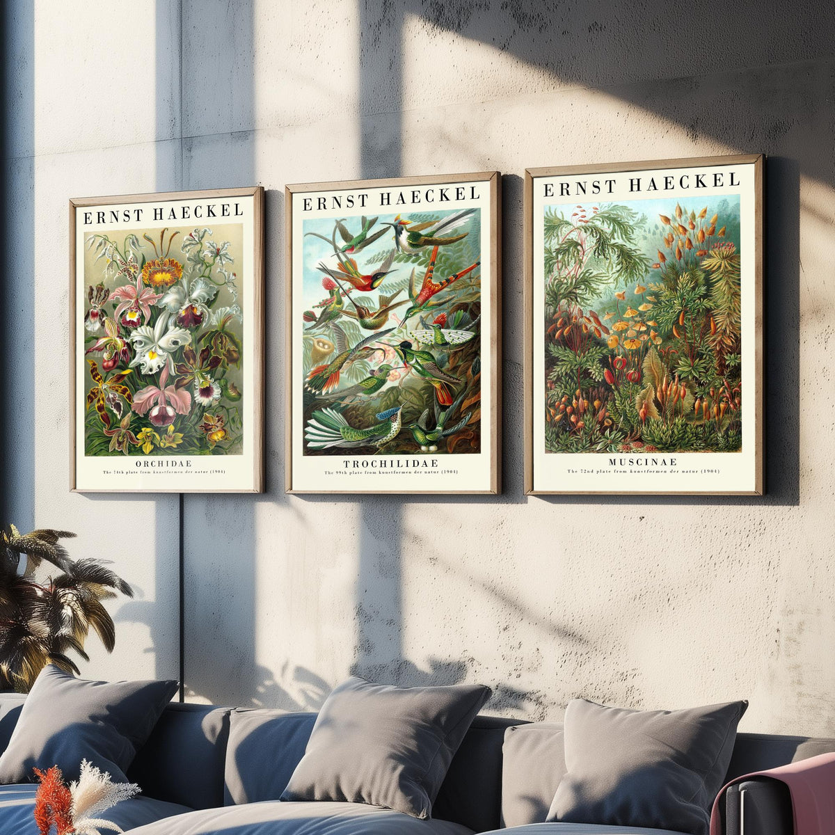 Ernst Haeckel Set of Three Art Prints - 3 Orchid Hummingbird Moss Posters - Vintage Natural History Wall Art Gift Illustration