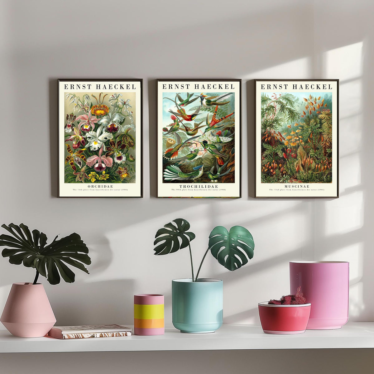 Ernst Haeckel Set of Three Art Prints - 3 Orchid Hummingbird Moss Posters - Vintage Natural History Wall Art Gift Illustration