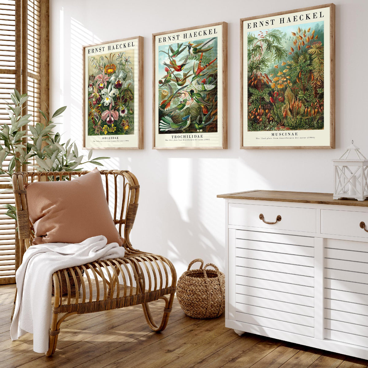 Ernst Haeckel Set of Three Art Prints - 3 Orchid Hummingbird Moss Posters - Vintage Natural History Wall Art Gift Illustration