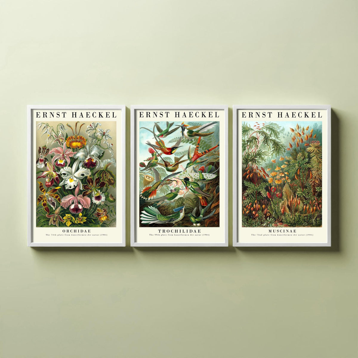 Ernst Haeckel Set of Three Art Prints - 3 Orchid Hummingbird Moss Posters - Vintage Natural History Wall Art Gift Illustration