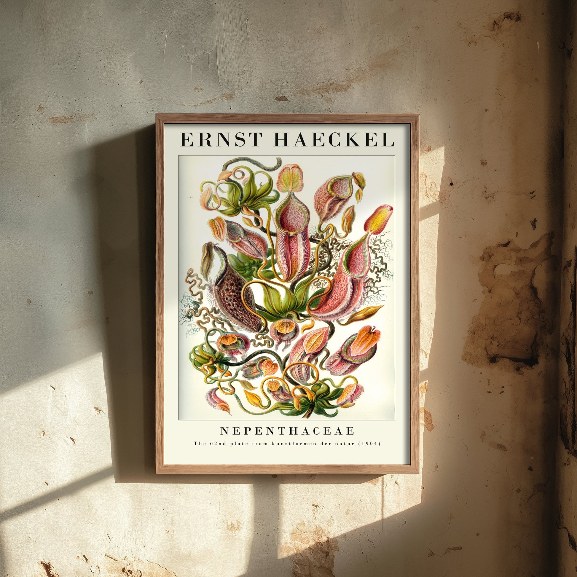 Pitcher Plants Art Print - Ernst Haeckel Poster - Nepenthaceae Plate 62 - Art Forms in Nature Vintage Illustration