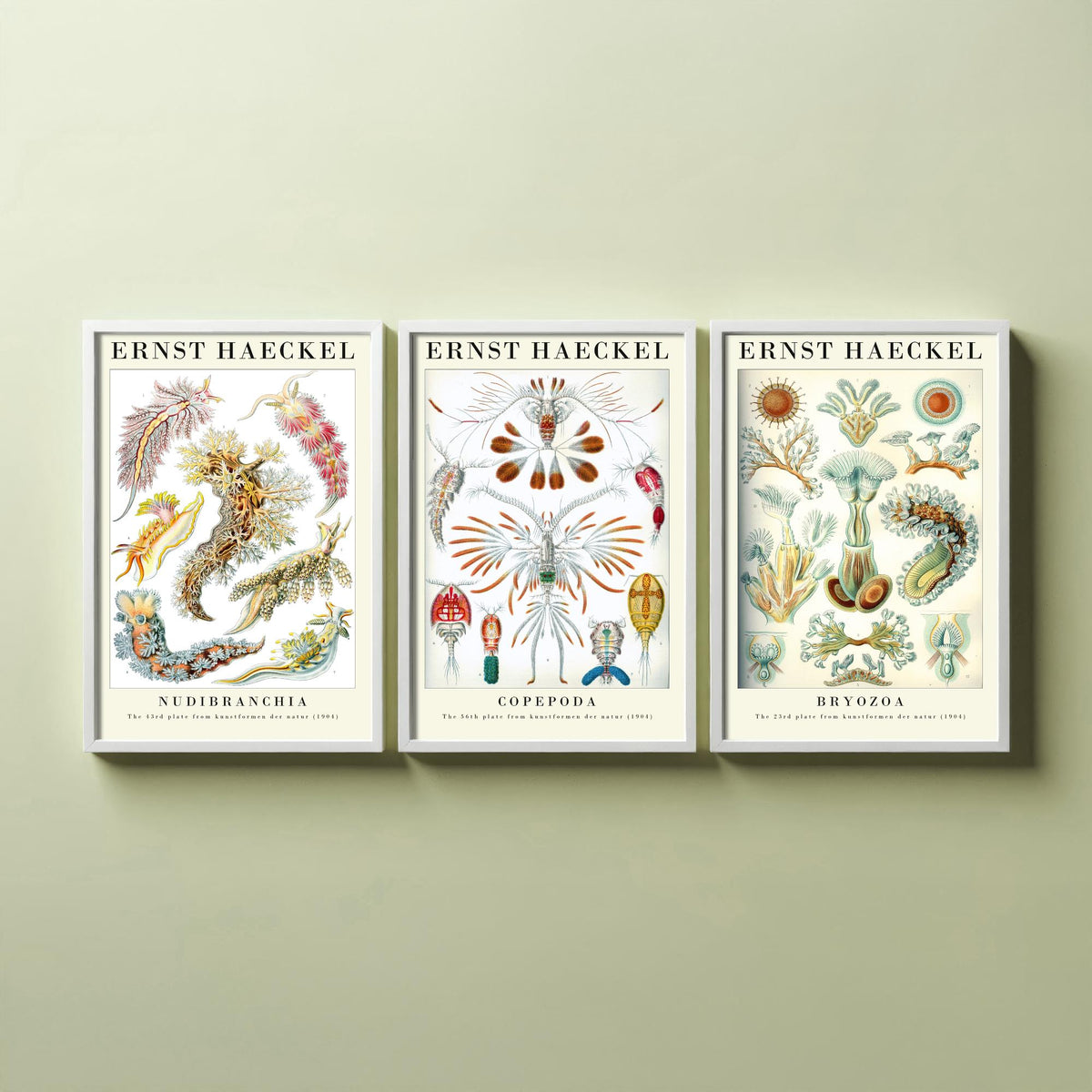 Ernst Haeckel Set of Three Gallery Art Prints - 3 Sea Slug Copepod Bryozoan Posters - Vintage Nudibranch Ocean Illustration