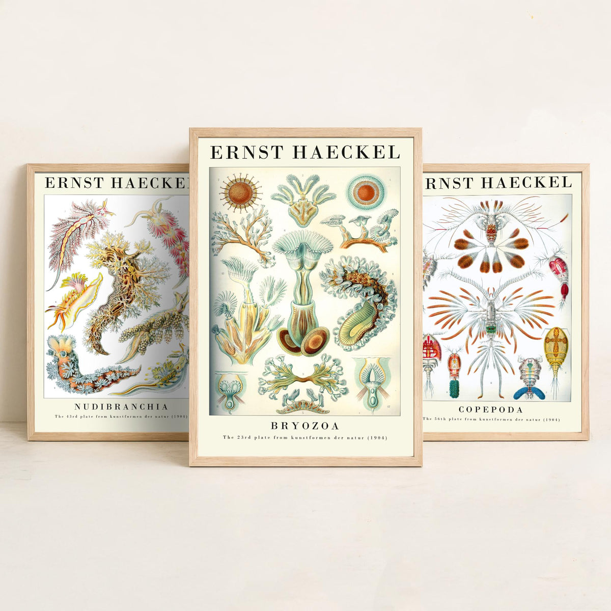 Ernst Haeckel Set of Three Gallery Art Prints - 3 Sea Slug Copepod Bryozoan Posters - Vintage Nudibranch Ocean Illustration