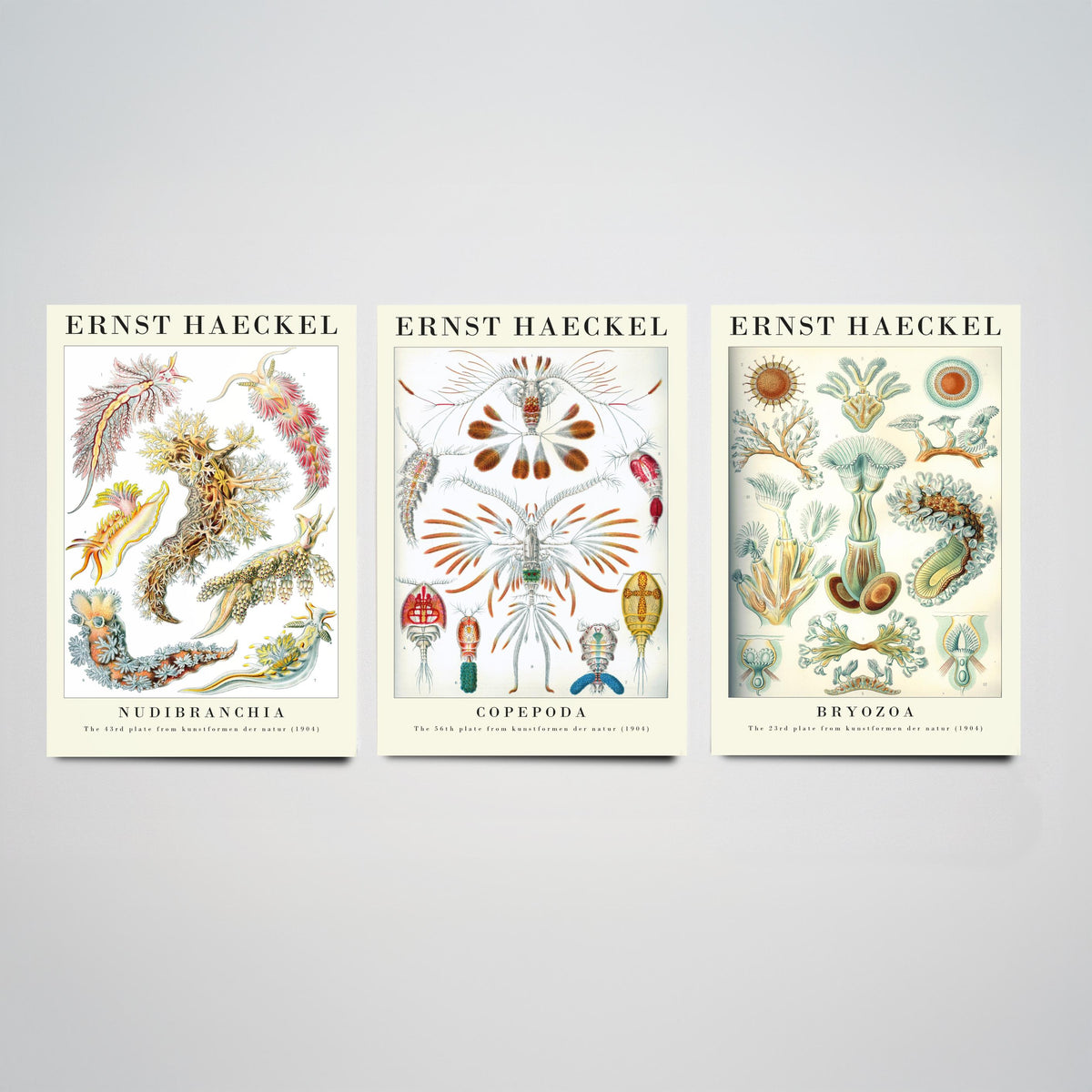 Ernst Haeckel Set of Three Gallery Art Prints - 3 Sea Slug Copepod Bryozoan Posters - Vintage Nudibranch Ocean Illustration